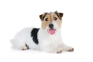 Cutouts: Jack Russell Terrier, lying down
