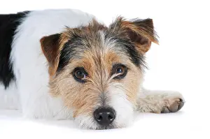Exhausted: Jack Russell Terrier, lying down, head resting on