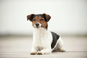 Wate: Jack Russell Terrier lying on a jetty