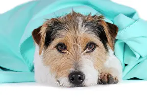 Exhausted: Jack Russell Terrier, lying under a turquoise blanket