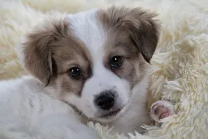 Gaze: Jack Russell Terrier mix, Puppy