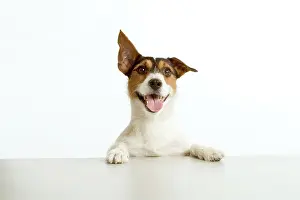 Jack: Jack Russell terrier - with front paws on table