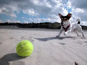 Rgen: Jack Russell Terrier plays ball on the beach, Baltic