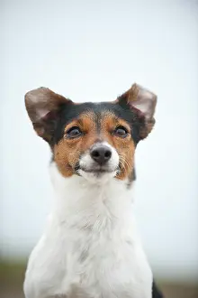 Predat: Jack Russell Terrier, portrait