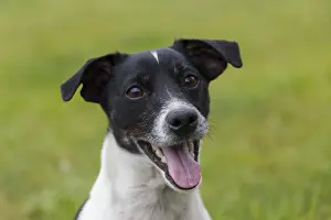 Pedigreed: Jack Russell Terrier - portrait of adult male - Germany