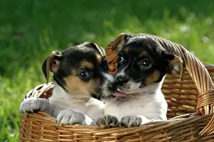 Lick: Two Jack Russell Terrier puppies in basket