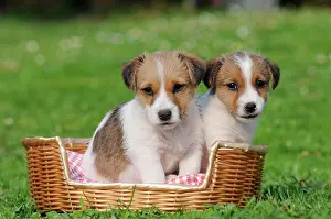 Abreast: Two Jack Russell Terrier puppies sitting in a basket