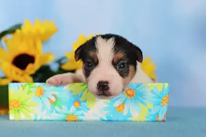 Singly: Jack Russell Terrier puppy, 2 weeks