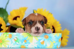 Lays: Jack Russell Terrier puppy, 2 weeks