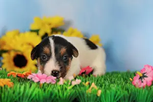 Lays: Jack Russell Terrier puppy, 2 weeks