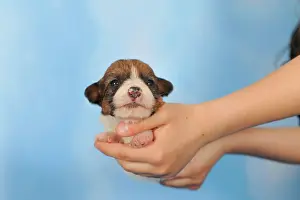 Holds: Jack Russell Terrier puppy, 2 weeks, being held