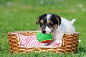 Russell: Jack Russell Terrier puppy in a basket with a ball