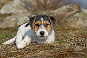 Lays: Jack Russell Terrier puppy lying in a meadow