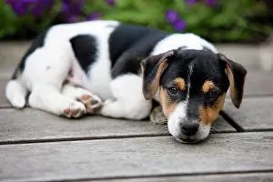 Singly: Jack Russell Terrier, puppy lying on wooden floor