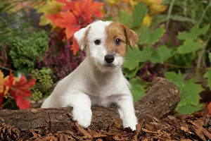 111019: Jack Russell Terrier puppy outdoors in Autumn