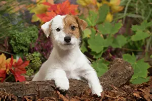 111019: Jack Russell Terrier puppy outdoors in Autumn