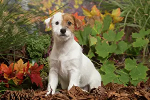 111019: Jack Russell Terrier puppy outdoors in Autumn