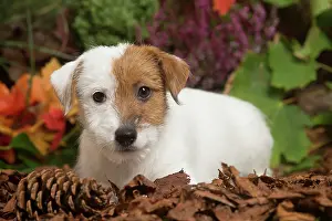111019: Jack Russell Terrier puppy outdoors in Autumn
