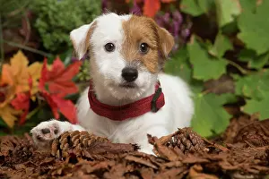 111019: Jack Russell Terrier puppy outdoors in Autumn