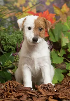 111019: Jack Russell Terrier puppy outdoors in Autumn