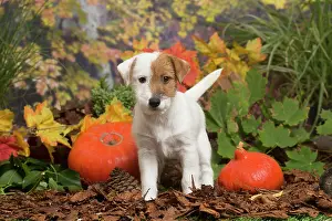 111019: Jack Russell Terrier puppy outdoors in Autumn