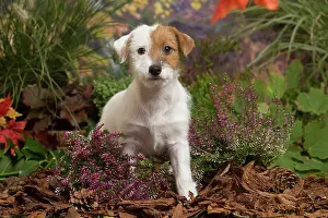 111019: Jack Russell Terrier puppy outdoors in Autumn