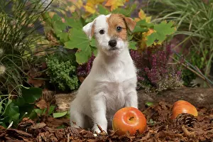 111019: Jack Russell Terrier puppy outdoors in Autumn