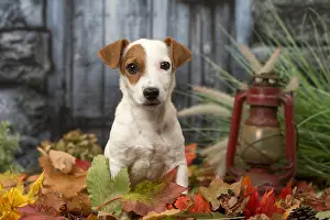 211118: Jack Russell Terrier puppy outdoors in autumn