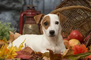 211118: Jack Russell Terrier puppy outdoors in autumn