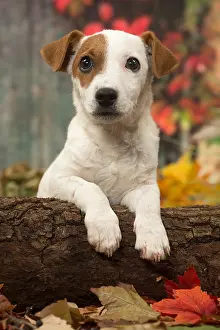Russells: Jack Russell Terrier puppy outdoors in autumn