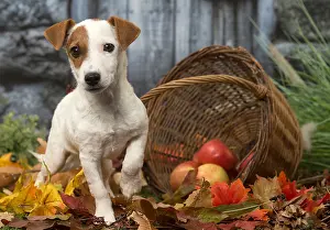 Lifting: Jack Russell Terrier puppy outdoors in autumn