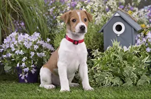 Parsons: Jack Russell Terrier puppy outdoors in the garden