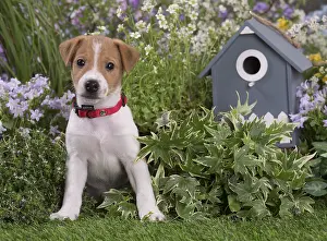Parsons: Jack Russell Terrier puppy outdoors in the garden