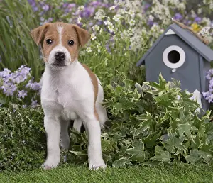 Parsons: Jack Russell Terrier puppy outdoors in the garden