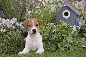 Parsons: Jack Russell Terrier puppy outdoors in the garden
