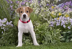Parsons: Jack Russell Terrier puppy outdoors in the garden