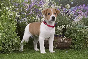 Parsons: Jack Russell Terrier puppy outdoors in the garden