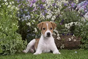 Parsons: Jack Russell Terrier puppy outdoors in the garden