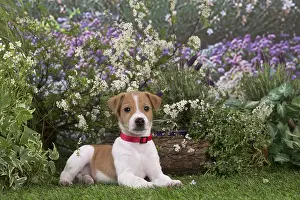 Parsons: Jack Russell Terrier puppy outdoors in the garden