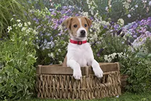 Parsons: Jack Russell Terrier puppy outdoors in the garden