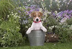 Parsons: Jack Russell Terrier puppy outdoors in the garden