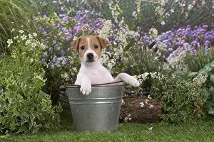 Parsons: Jack Russell Terrier puppy outdoors in the garden