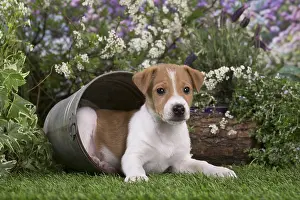 Parsons: Jack Russell Terrier puppy outdoors in the garden