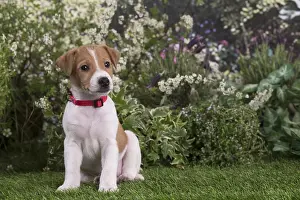 Parsons: Jack Russell Terrier puppy outdoors in the garden