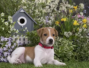 Parsons: Jack Russell Terrier puppy outdoors in the garden