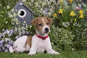 Parsons: Jack Russell Terrier puppy outdoors in the garden