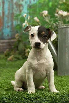 070519: Jack Russell Terrier puppy outdoors in the garden
