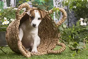 Parson: Jack Russell Terrier puppy outside in the garden