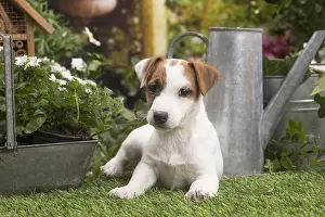 Parson: Jack Russell Terrier puppy outside in the garden