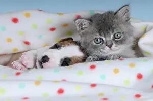 Blankets: Jack Russell Terrier puppy with a Persian kitten